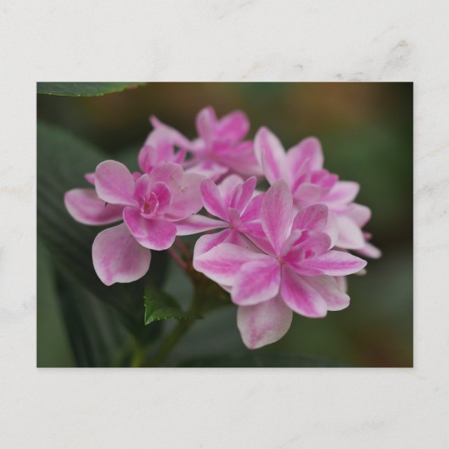 Postkort med rosa hortensiablomma helg vykort (Framsida)