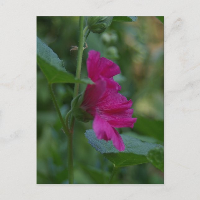 Postkort med rosa Sharonros Vykort (Framsida)