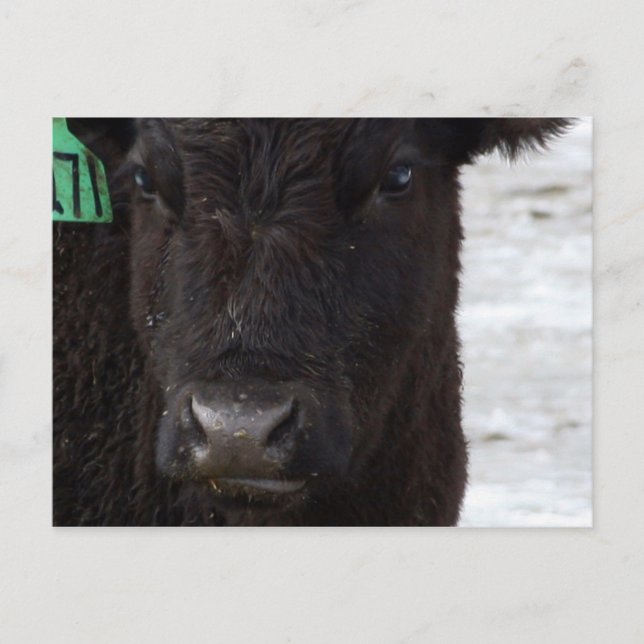 Postkort "No Bull" Vykort (Framsida)