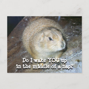 Postkort på Groundhog Day Vykort