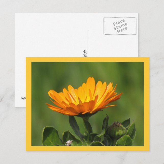 Postkort - Ringblommans blomning Vykort (Fram/baksida)