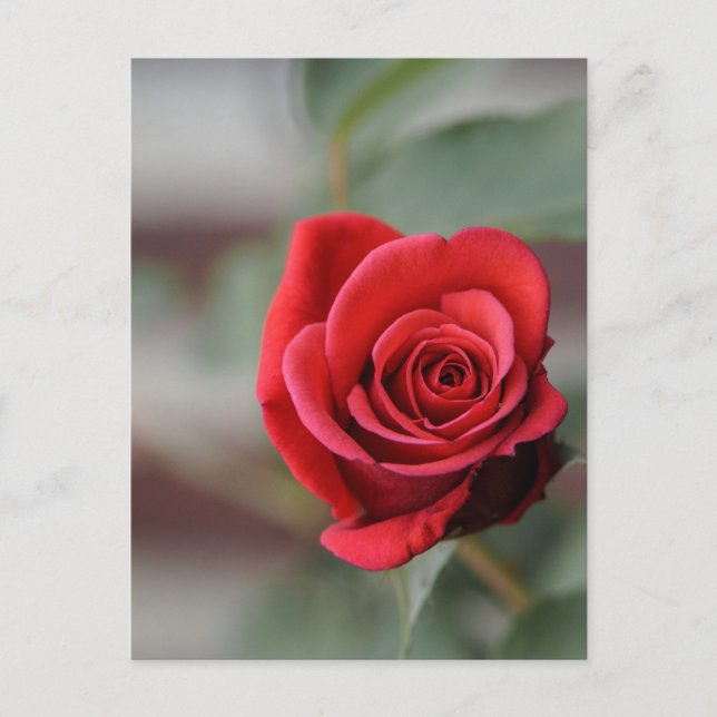 Postkort Röd Ros Elegans Fotografi Vykort (Framsida)