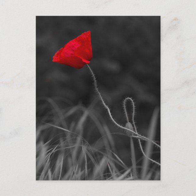Postkort Röd Vallmo Blomma Vykort (Framsida)