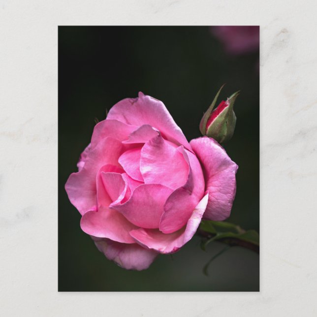 Postkort Ros - Blomfotografering Vykort (Framsida)