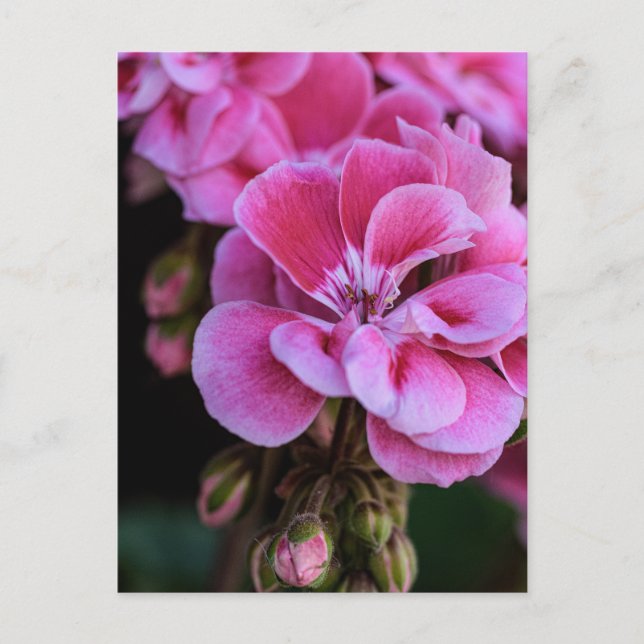 Postkort Rosa Geraniumblommor Fotografi Vykort (Framsida)