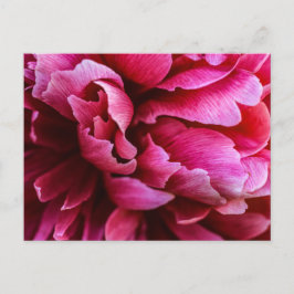 Postkort Rosa Peony Kronblad Vykort