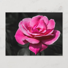 Postkort Rosa Ros Elegans Vykort