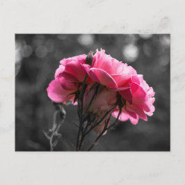 Postkort Rosa Ros Elegans Vykort