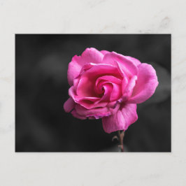 Postkort Rosa Ros Fotografi Vykort