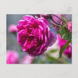 Postkort Rosa Ros Fotografi Vykort