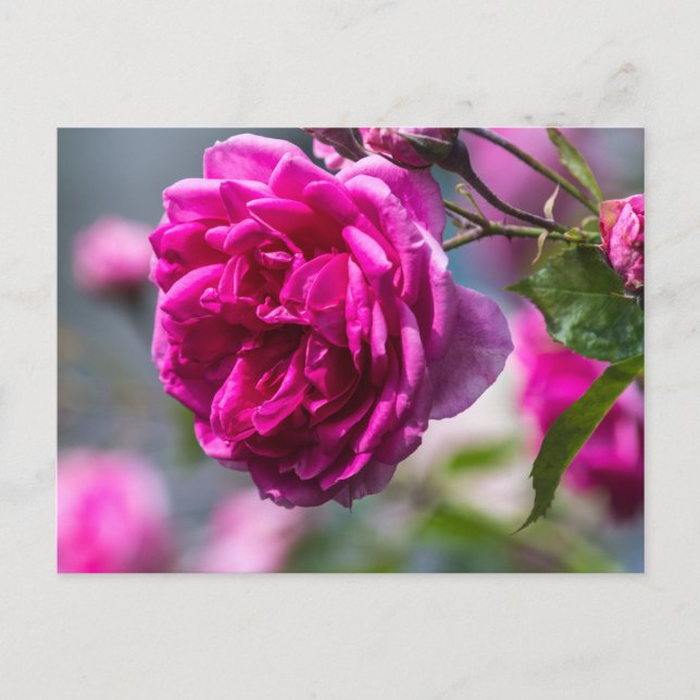 Postkort Rosa Ros Fotografi Vykort (Framsida)