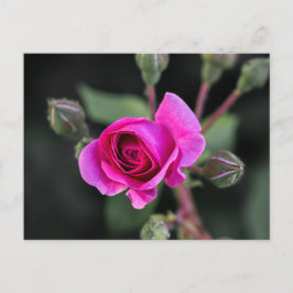 Postkort Rosa Ros Och Knoppar Fotografi Vykort