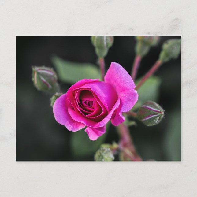 Postkort Rosa Ros Och Knoppar Fotografi Vykort (Framsida)
