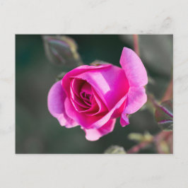 Postkort Rosa Ros Och Knoppar Fotografi Vykort
