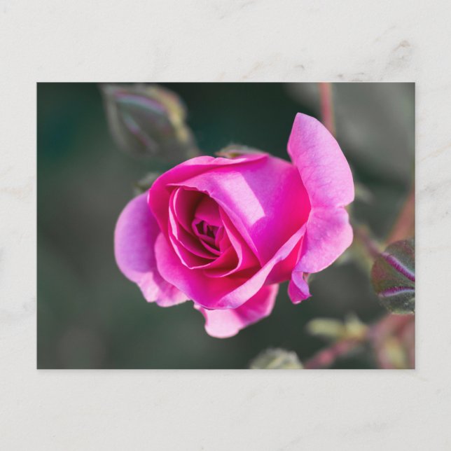 Postkort Rosa Ros Och Knoppar Fotografi Vykort (Framsida)