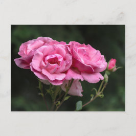 Postkort Rosa Rosor Fotografi Vykort