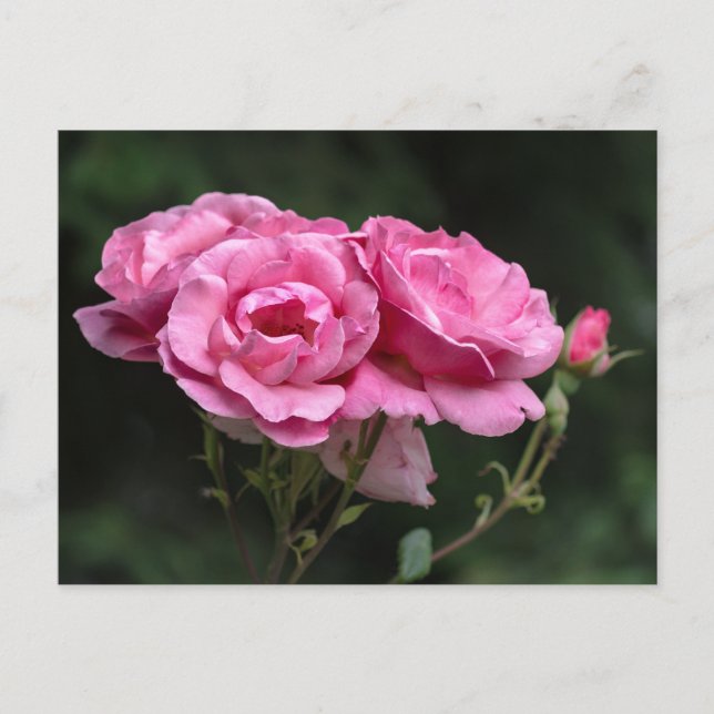 Postkort Rosa Rosor Fotografi Vykort (Framsida)