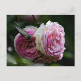 Postkort Rosa Rosor - Rodnande Duett Vykort