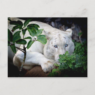 Postkort - Tiger Vykort