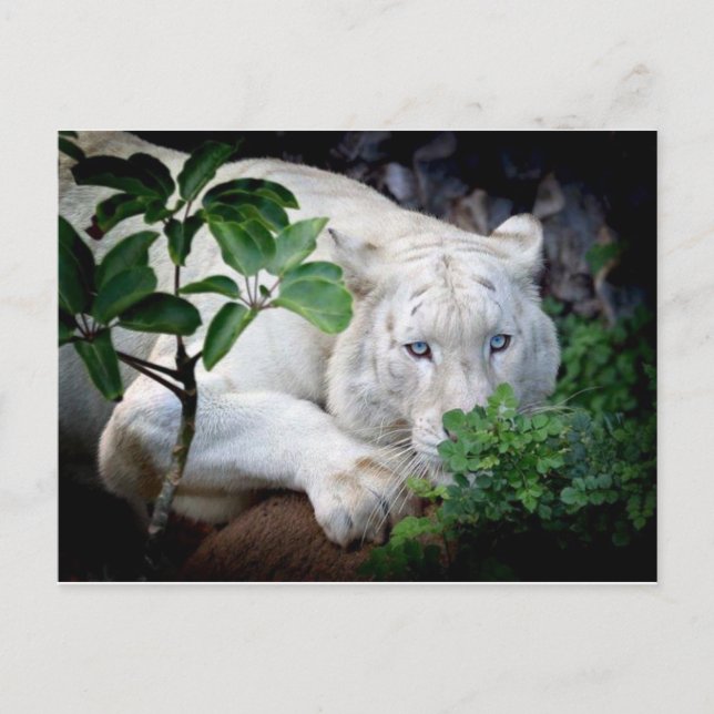 Postkort - Tiger Vykort (Framsida)