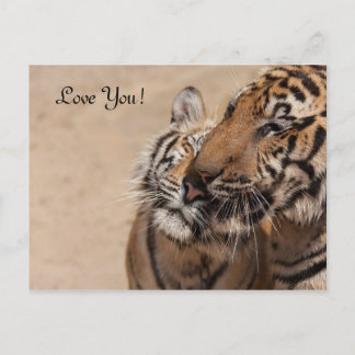 Postkort - Tigers - Tiger Temple Thailand Vykort