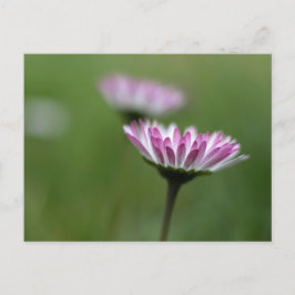 Postkort Tusenskön Elegans Vykort