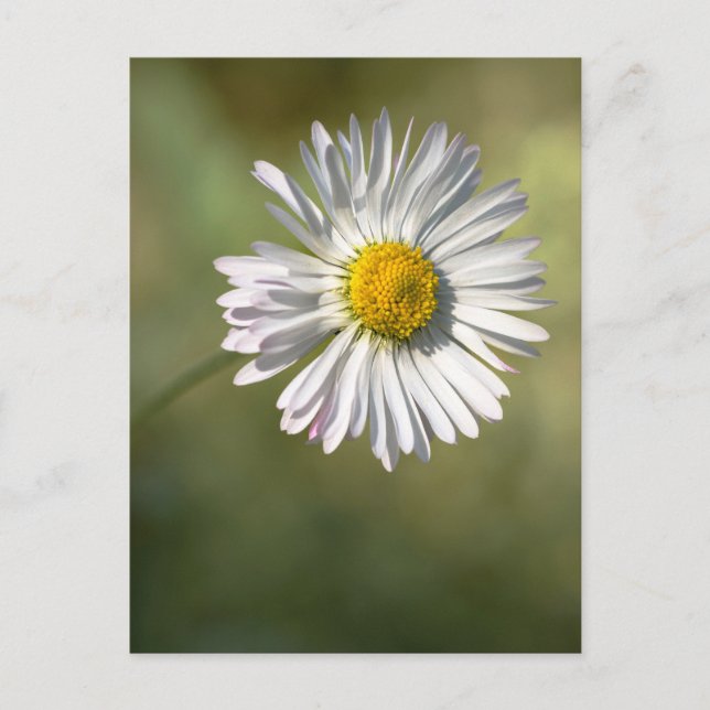 Postkort Tusenskönor - Blommotif Foto Vykort (Framsida)
