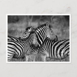 Postkort - Zebrafamiljen Vykort