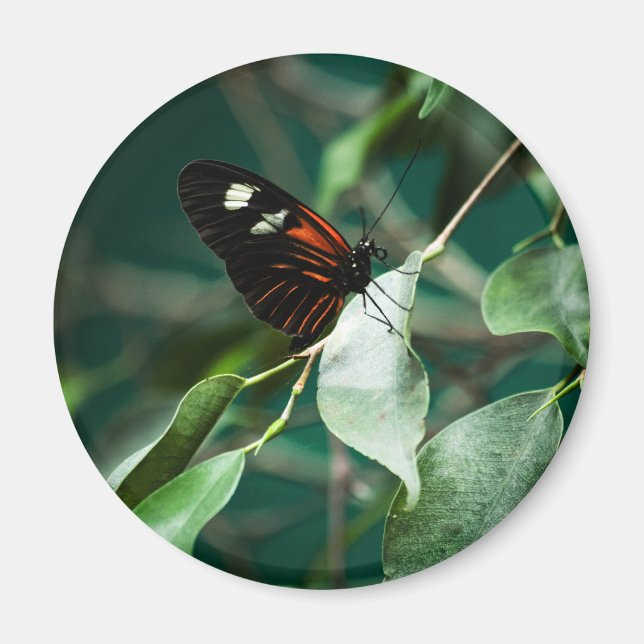 Postman 184 Magnet (Framsidan)