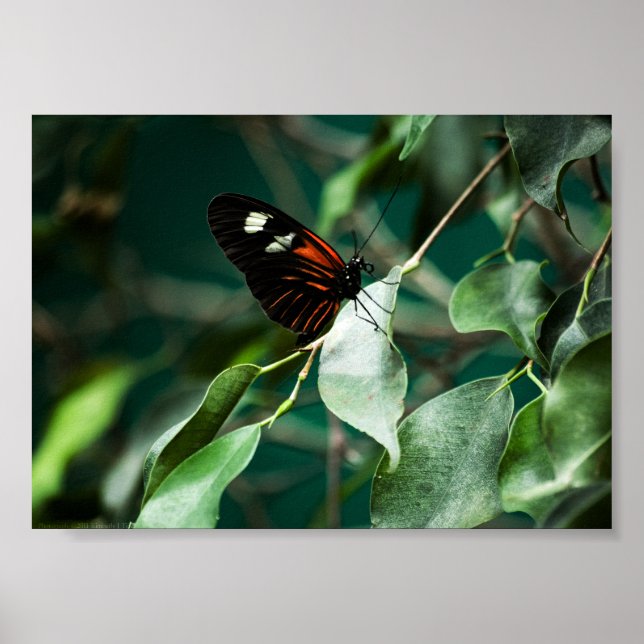 Postman 184 Print Poster (Framsidan)