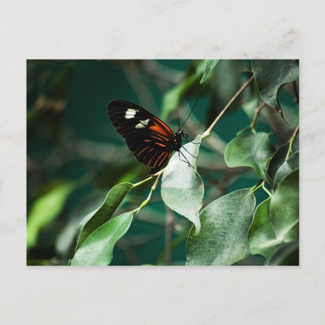 Postman 184 vykort (Framsida)