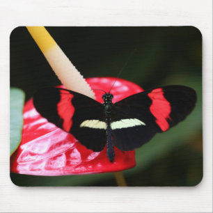 Postman Butterfly Musmatta