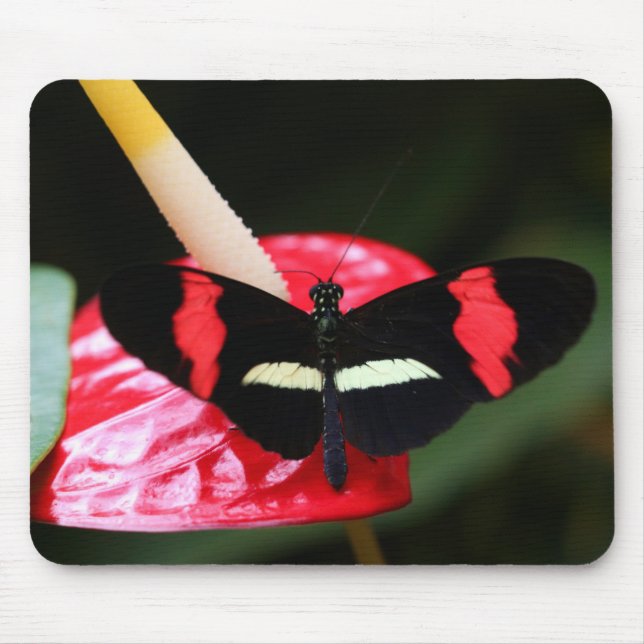 Postman Butterfly Musmatta (Framsidan)