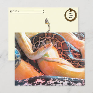 Postpass - Den av Snakes-vykort Vykort