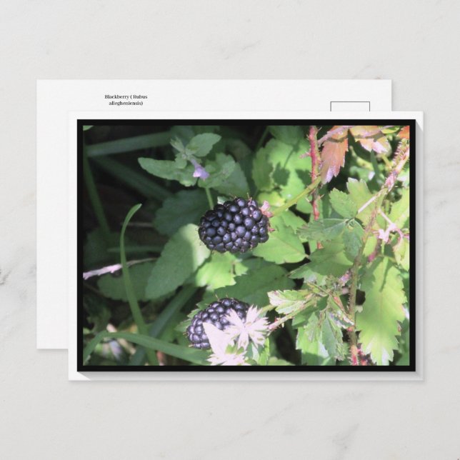 Postpass för gemensam Vild Blackberry Postcross Vykort (Fram/baksida)