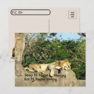 Postpass - Lejont viloläge tills du är Hungrig off Vykort