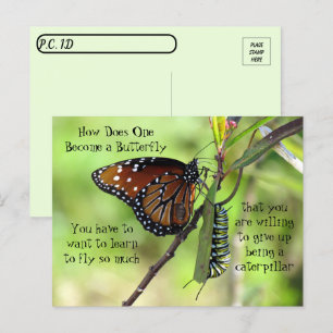 Postpass - Monarch Butterfly & Catercolumn Vykort
