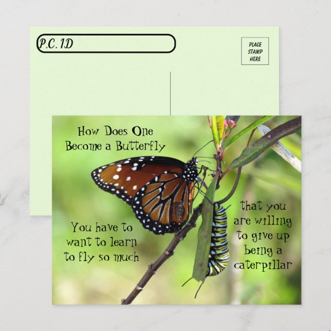 Postpass - Monarch Butterfly & Catercolumn Vykort (Fram/baksida)