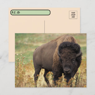 Postpass över American Bison / Buffalo Postcard Vykort
