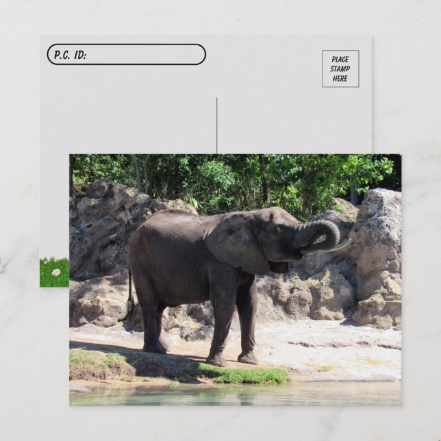 Postpass - Pic of an African Elephant Postcard Vykort (Fram/baksida)