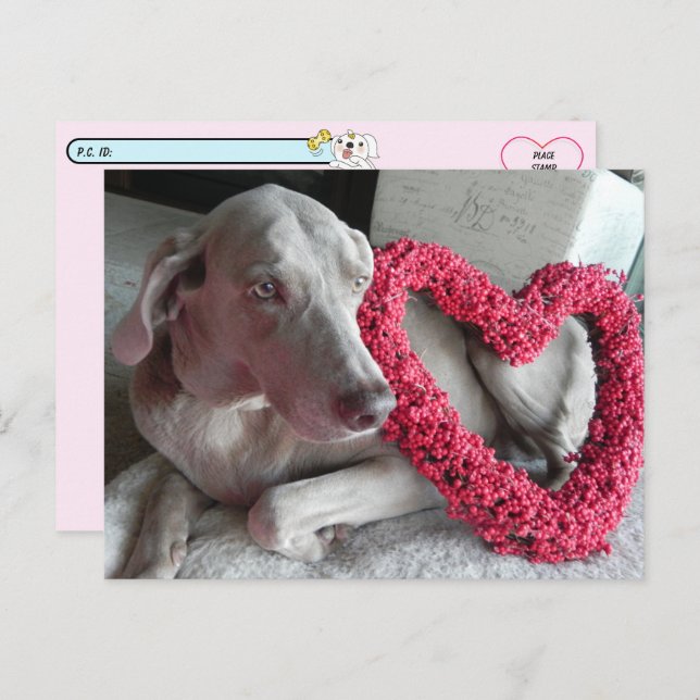 Postpass Rain Wiemaraners Kärlek Vykort (Fram/baksida)