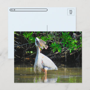 Postpass - Underbar Blue Heron's Lunch Vykort