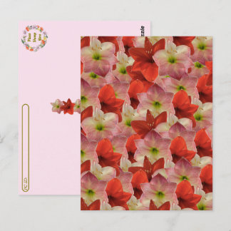 Postpassage - Amaryllis Blommigt Postcard Vykort