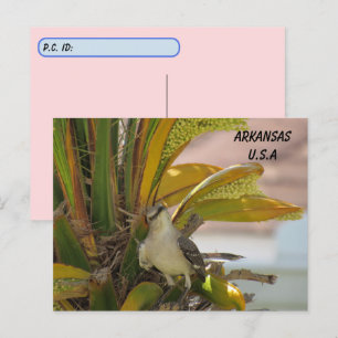 Postpassage av Arkansas State Bird w ID Box Vykort