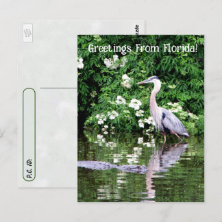 Postpassage av Underbara Blå Heron och Alligator Vykort