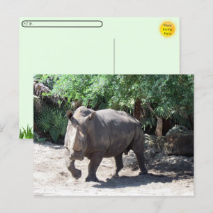 Postpassage Charting Rhinoceros Postcard Vykort