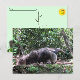 Postpassage Giant Anteater-vykort Vykort