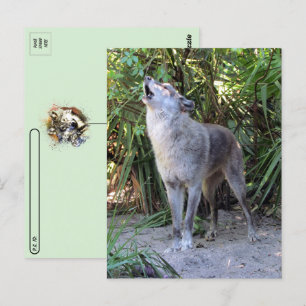 Postpassage Pic för Howling Varg Postcard Vykort