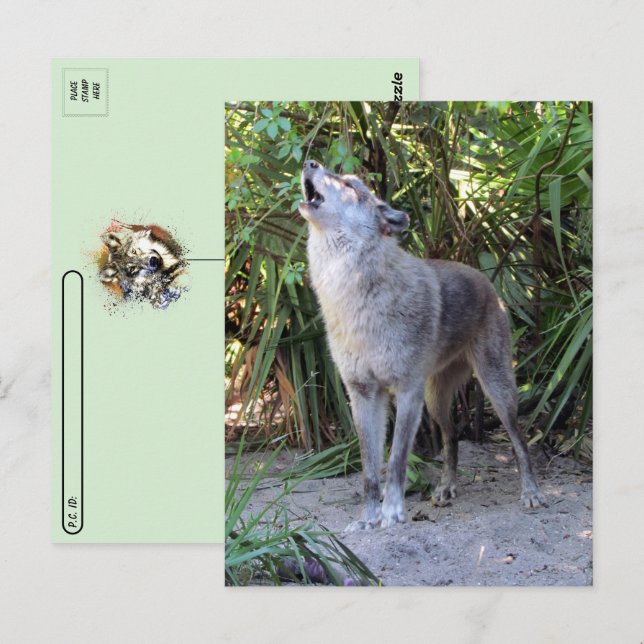 Postpassage Pic för Howling Varg Postcard Vykort (Fram/baksida)