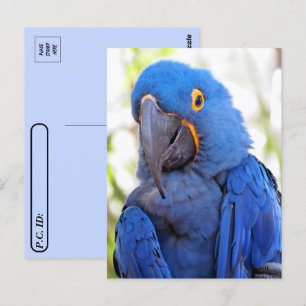 Postpassage - Pic of a Blue and Guld Macaw Vykort